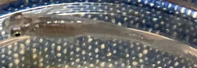 魔王メダカ 稚魚 255日目
