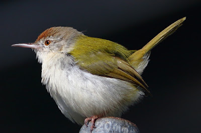 "Common Tailorbird - Orthotomus sutorius perched on a pipe with a black background."