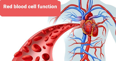 Red blood cell function  ما هي وظيفة خلايا الدم الحمراء
