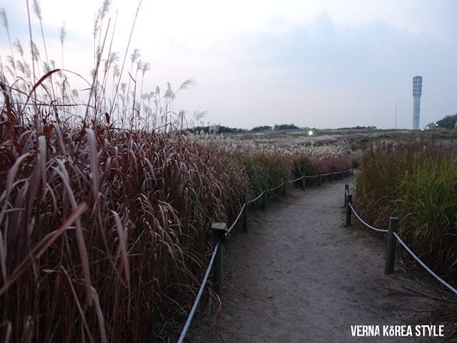 韓國, 景點, 首爾, 賞楓, 夜景, 天空公園,藍天公園,芒草