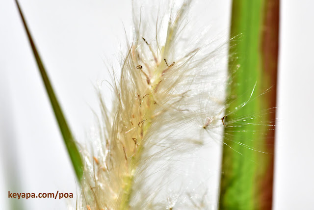 Imperata Cylindrica 'Red Baron' (Japanese Blood Grass)