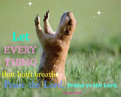 squirrel praise