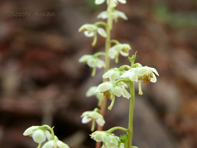 Pyrola japonica