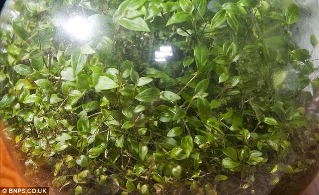 This Garden In A Bottle Has Been Thriving Since 1960: Sealed in its own ecosystem and watered just once in 53 years