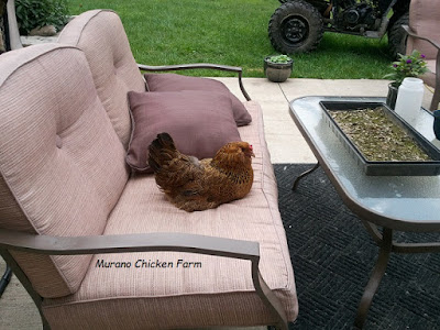 chicken on the couch