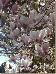 DSCN5720