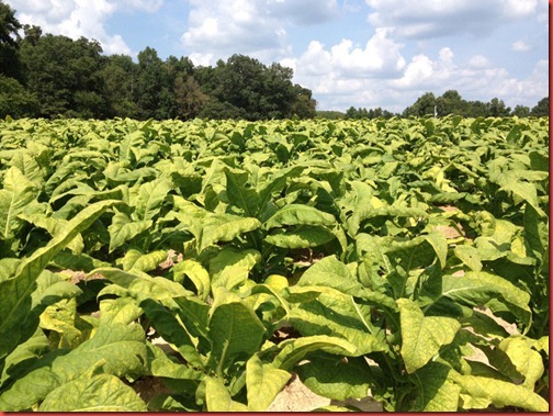 tobacco1