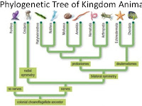 Kumpulan Soal-soal Kingdom Animalia