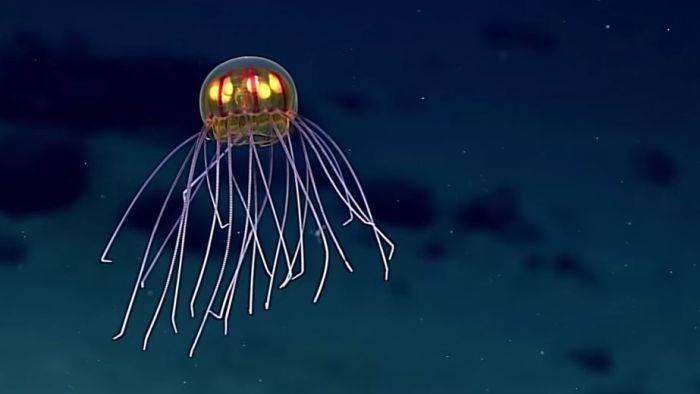 The 10 weird creatures in the deep sea