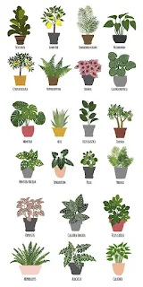 jenis-jenis tanaman hias indoor