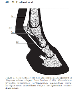 hippidion hoof