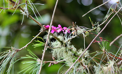 Comparettia falcata care and culture