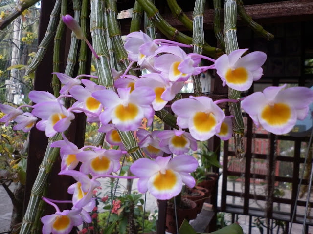 Kết quả hình ảnh cho Dendrobium crepidatum
