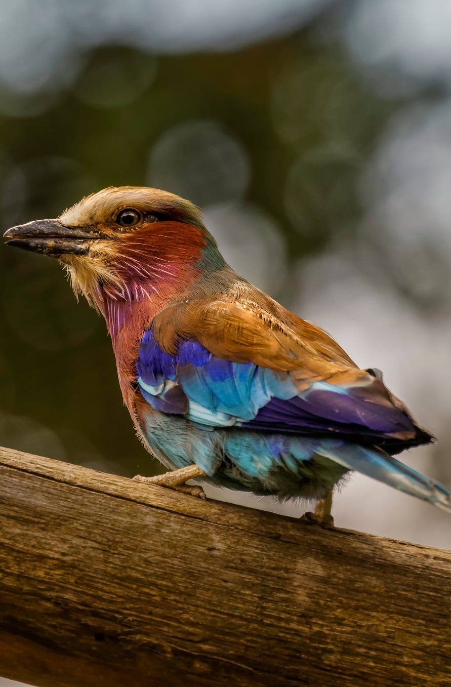 A colorful lilac breasted roller.