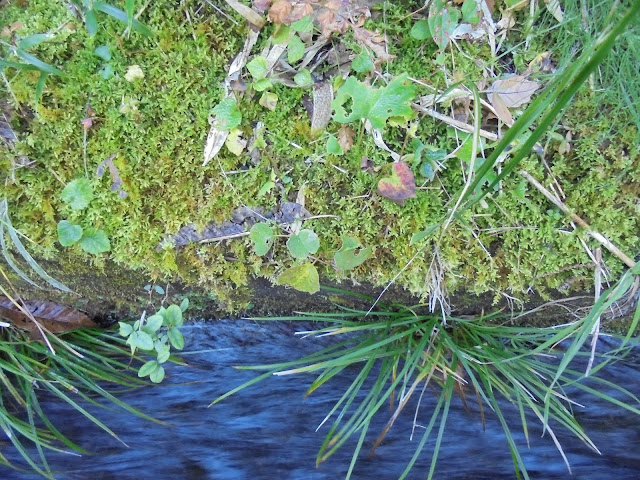 水路の脇の苔