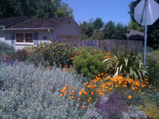 Eschscholzia californica in Land Park