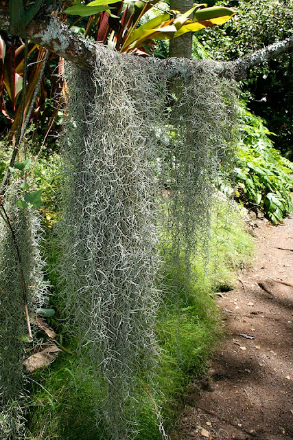 Spanish moss - Tillandsia usneoides