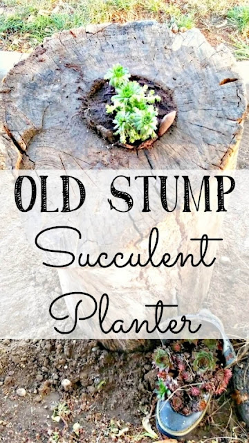 How to Make a Planter Out Of a Tree Stump