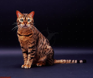 Bengal Cat Pictures