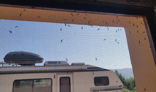 Nasty flies on the inside of the fly screen