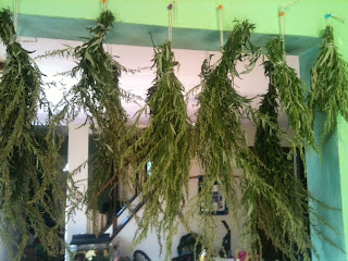 drying herbs