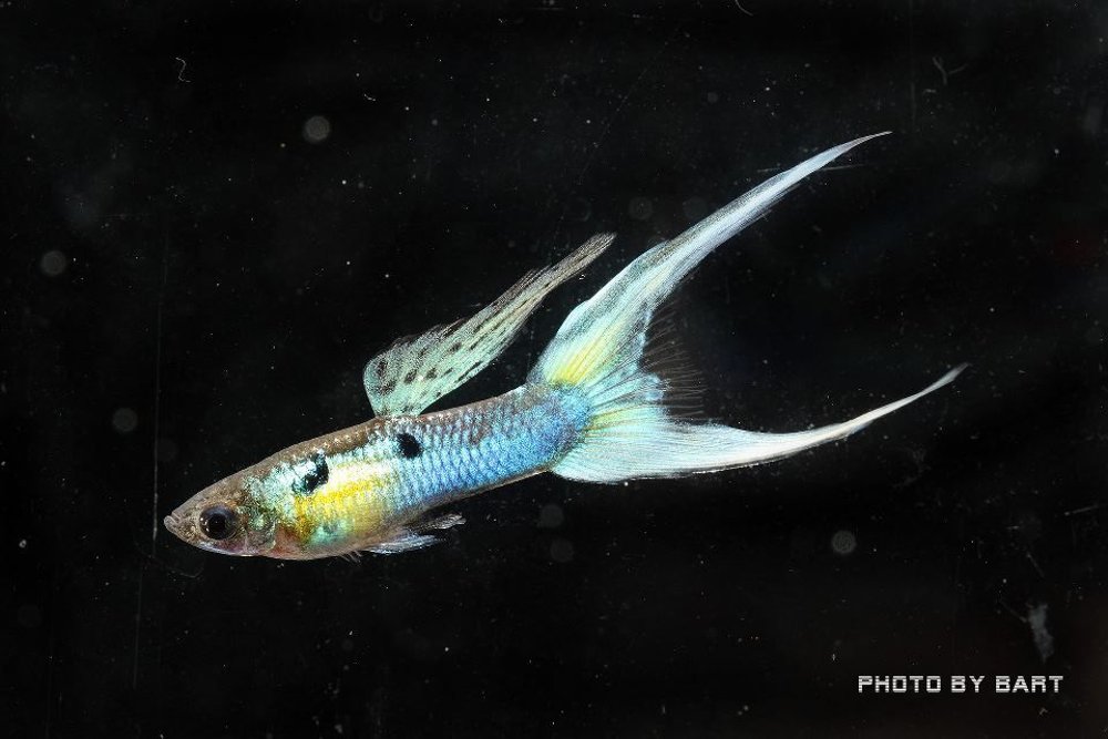  IKAN  GUPPY  DOUBLE SWORD TAIL SEMUA CARA BUDIDAYA HEWAN 