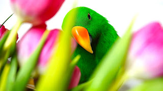 Eclectus parrot