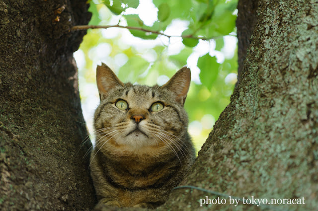 野良猫写真