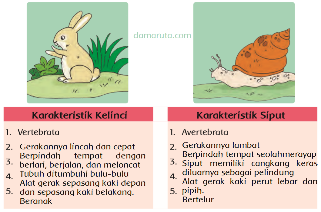  Hewan  Vertebrata dan Avertebrata  Kelinci dan Siput 