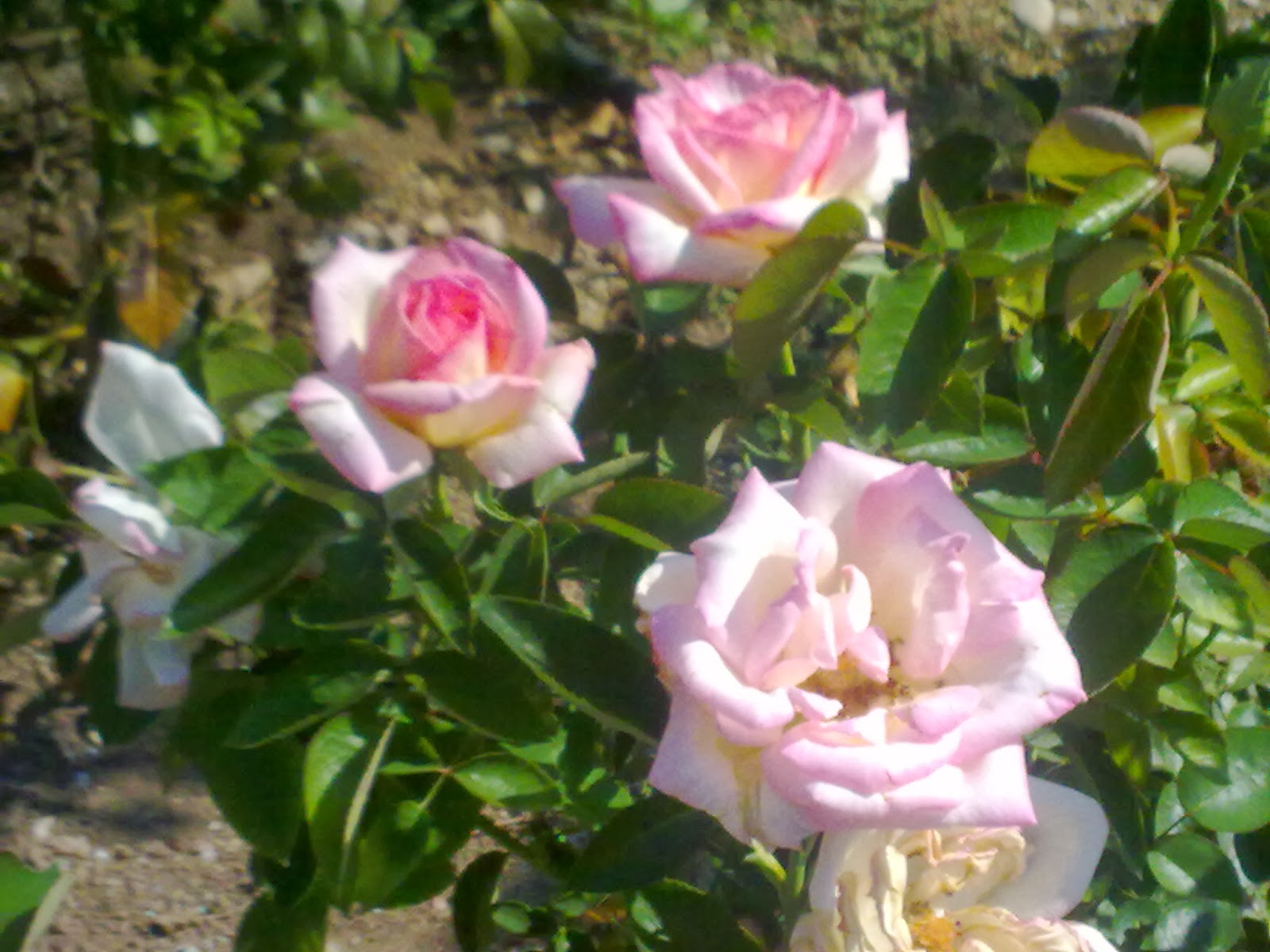 Fotos de flores ROSAS DE VARIOS COLORES - Imagenes De Tipos De Rosas