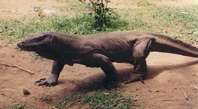 gambar komodo