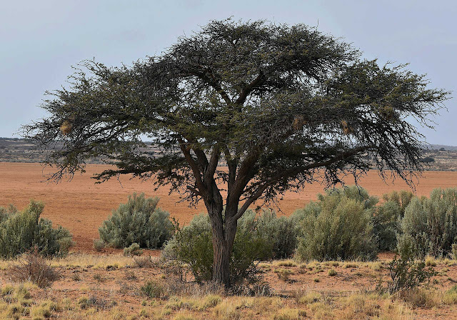Cara Melestarikan Pohon Akasia