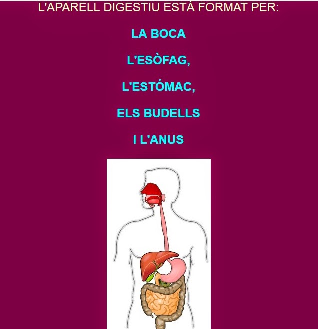 http://www.xtec.cat/ceipjpalacin/curs1011/comunitat/GEGANTS/WEB%20EL%20COS/APARELLDIGESTIU.html