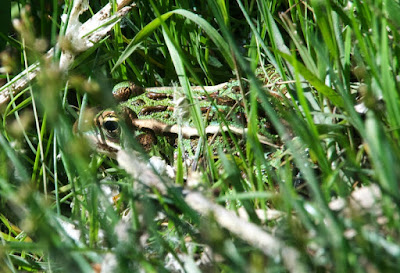 Northern Leopard Frog (Lithobates pipiens)