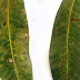 Mancha angular da mangueira (Xanthomonas campestris pv. mangiferaeindica)