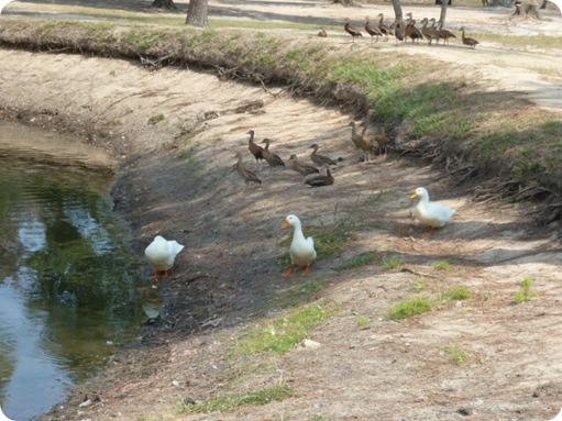 Country Place RV Park 011