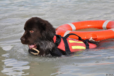 Chien sauveteur aquatique la photo et prise au lac de Vouglans à la base nautique de Bellecin photographie JD AMET