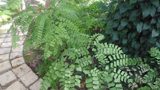 台中植物園的鐵線蕨