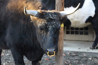 Mishima Cattle