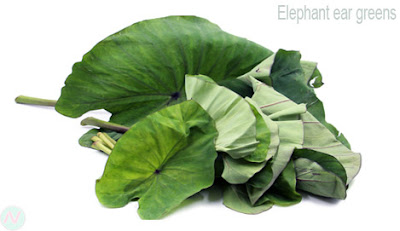 Elephant ear greens