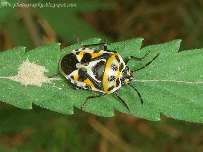 Harlequin Bug