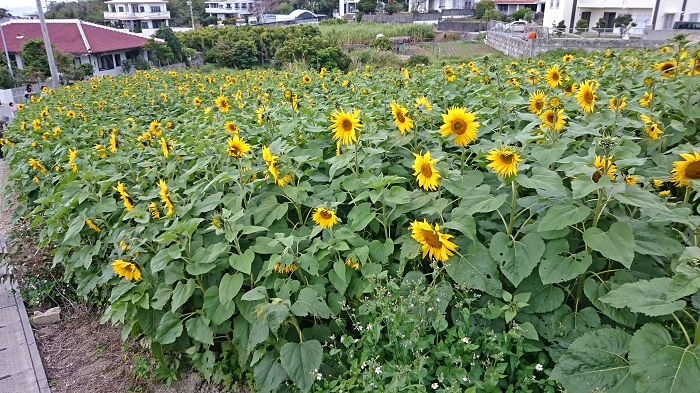 今年も北中城村荻道にある ひまわり畑 を楽しんできました 沖縄放浪日記