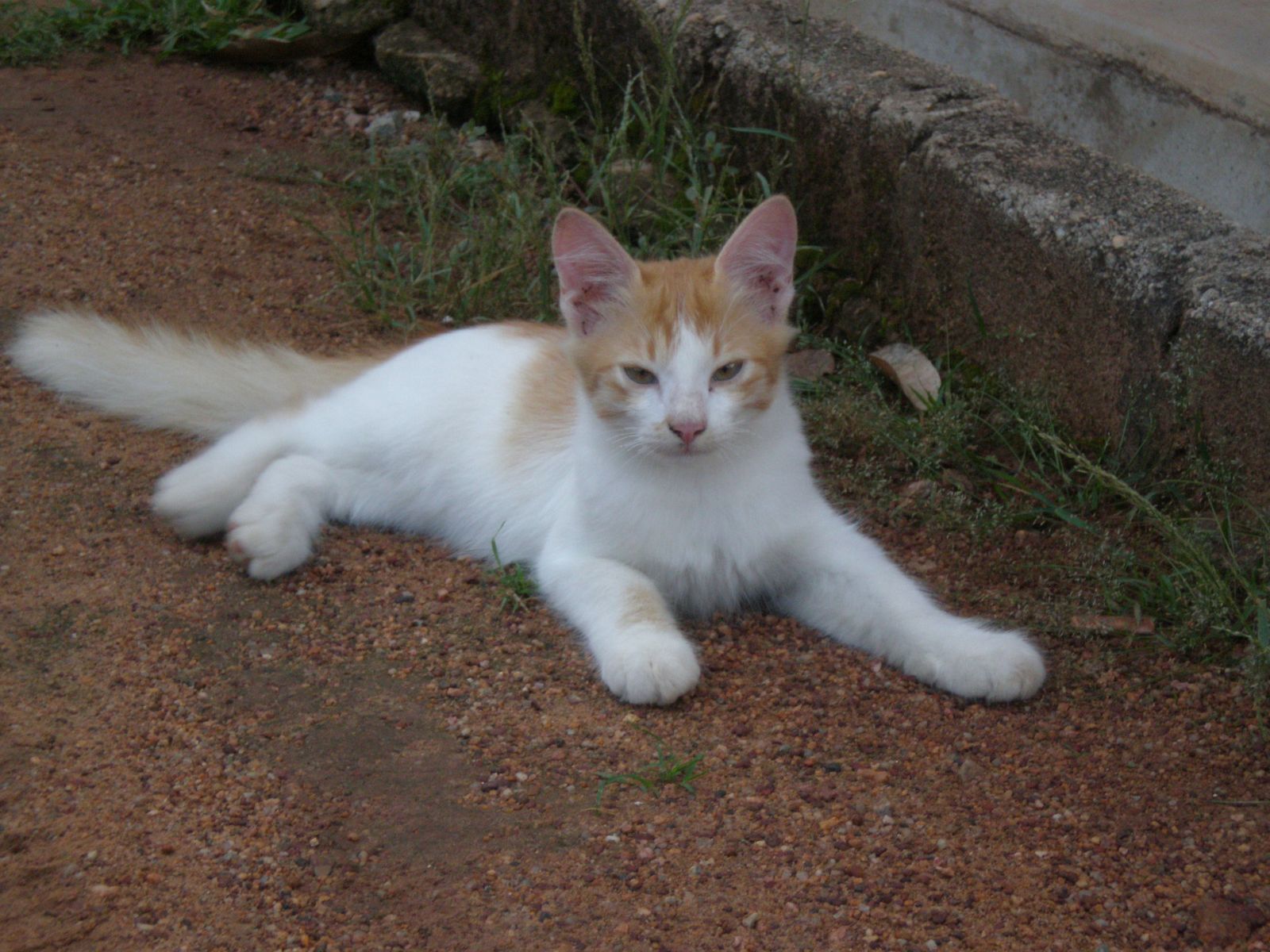 Midie Merapoh: Kucing