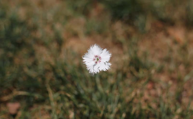 Dianthus Plumarius Flowers Pictures