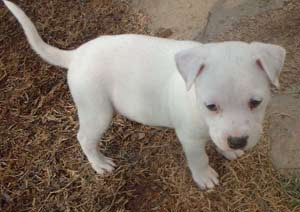 Pitbull Puppies