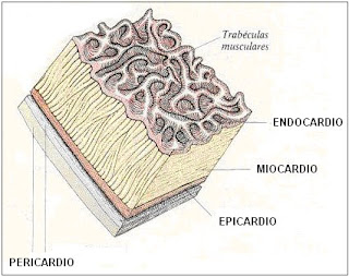 capas del corazón