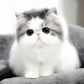 Persian Cat