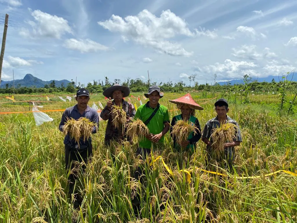 Petani Binaan PT CMI Panen Raya di Kayong Utara, Berharap Jadi Produk Unggulan. 