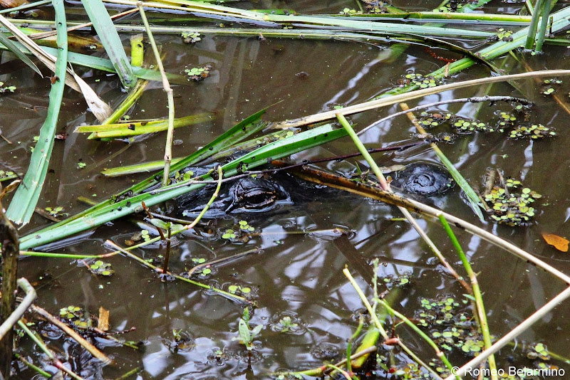 Louisiana Swamp Alligator New Orleans Swamp Tour