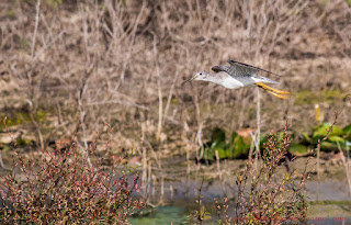 © Julian Moore  - birdingbarbados@gmail.com